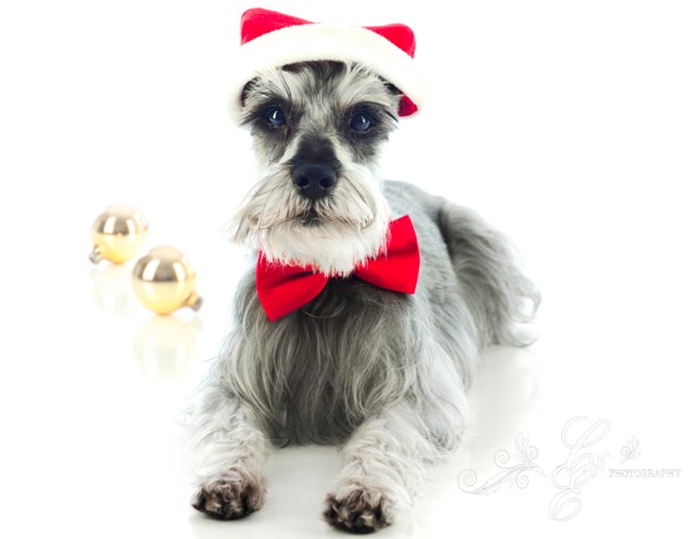 Merry Christmas! Merlyn Photo~shoot Christmas 2012, Dog Pet Photography