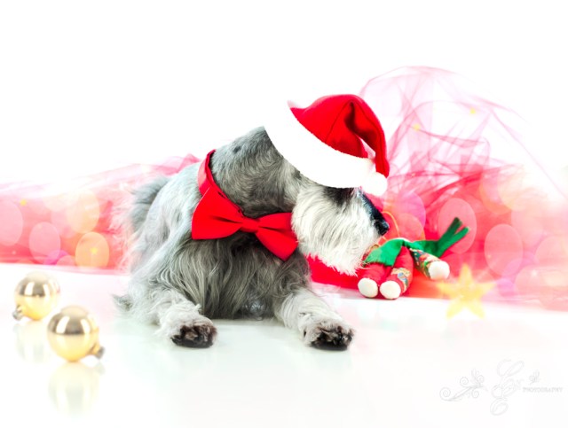 Merry Christmas! Merlyn Photo~shoot Christmas 2012, Pet Photography