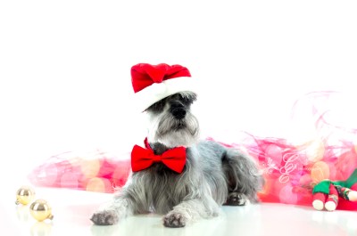 Merry Christmas! Merlyn Photo~shoot Christmas 2012, Pet Photography