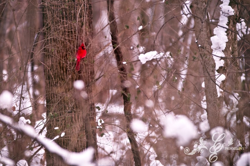 Spring? Fishers IN, first Sunday of Spring Break 2013."